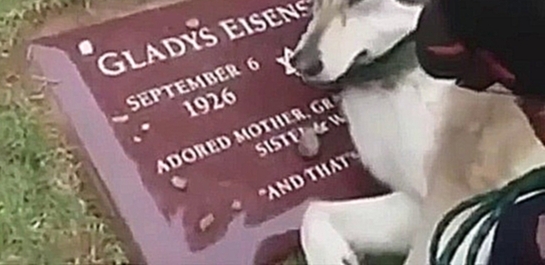 Музыкальный видеоклип Собака плачет на могиле своего хозяина (ШОК) 