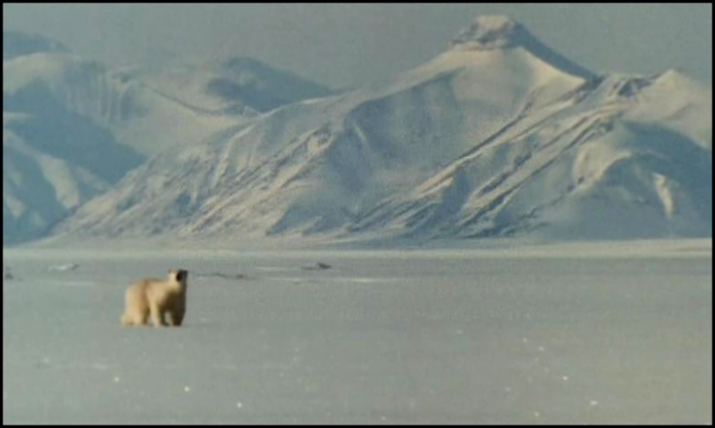 Музыкальный видеоклип Мишка на севере / Полярная история / Arctic Tale (2007) 