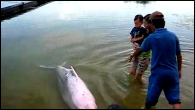 Музыкальный видеоклип Розовый дельфин 