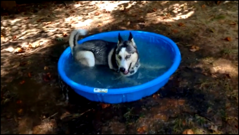 Пёс купается в бассейне 