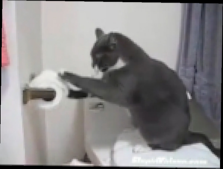 Кот дерётся с туалетной бумагой. Приколы про котов. Смешной кот. Смешной кот за 6 секунд+#$@*. 