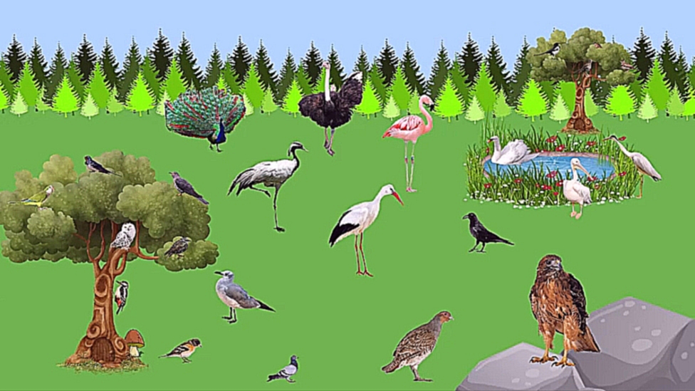 Музыкальный видеоклип Изучаем новые слова. Птицы и их голоса. Развивающие мультфильмы. 