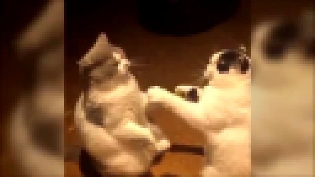 Музыкальный видеоклип Коты играют в ладушки 