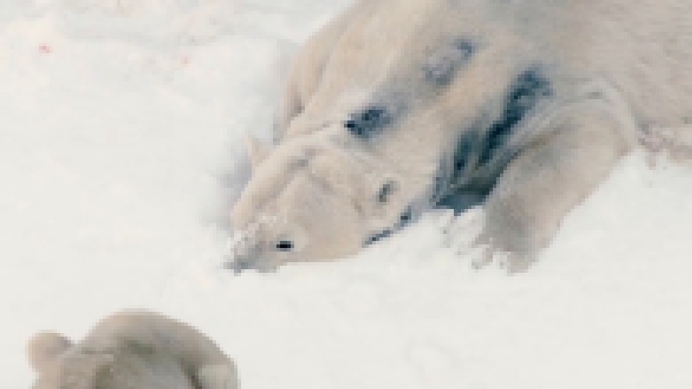 Полярный мишка играет со снегом  