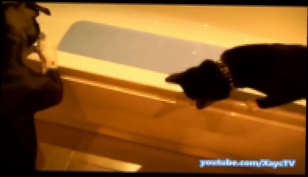 Черный Котик учится ходить по краю ванны и падает в нее. Зверские новости Xayc.TV №15  