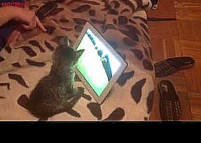 Кошка Лиза смотрит мультики перед сном :). 