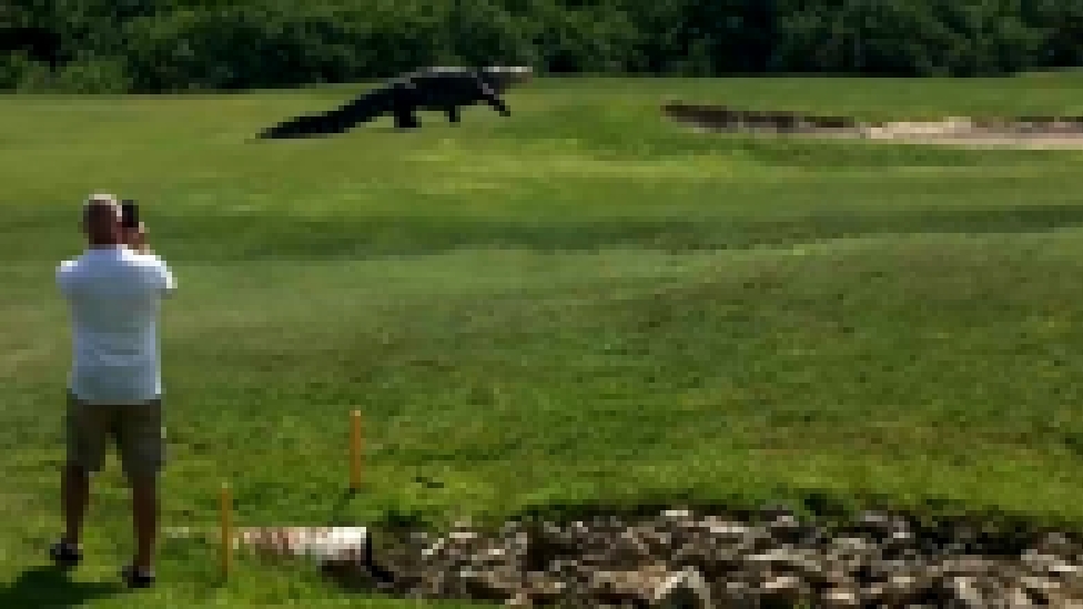 Музыкальный видеоклип Гигантский аллигатор гуляет по полю для гольфа 