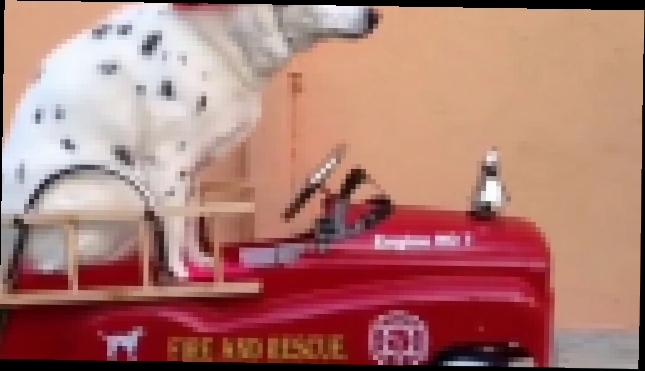 Пёс пожарник 