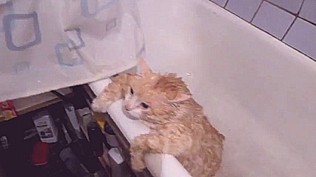 Кот Тим в ванной 