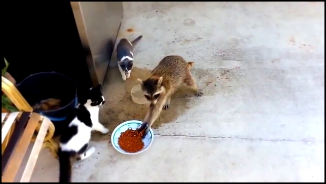 Музыкальный видеоклип Наглый енот украл еду у кошек 