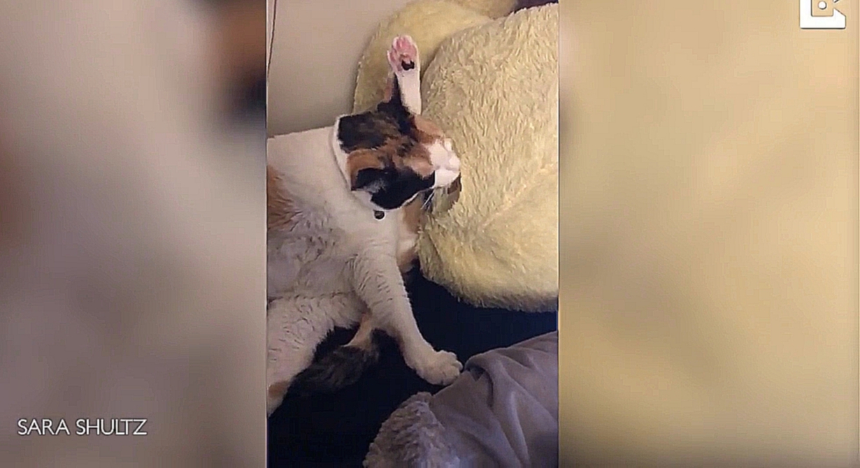 Музыкальный видеоклип Кошка перепутала свою шерсть с подушкой 