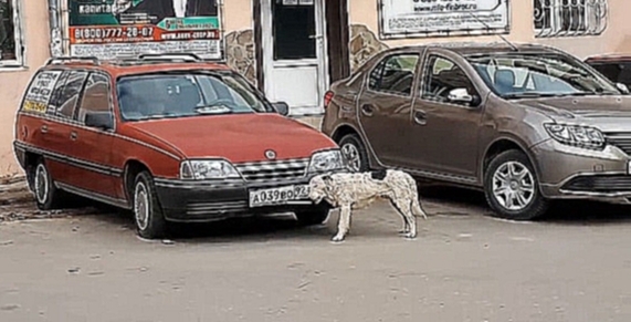 Собака ворует с автомобиля номер 