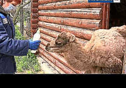 В Ивановском зоопарке родился верблюжонок 