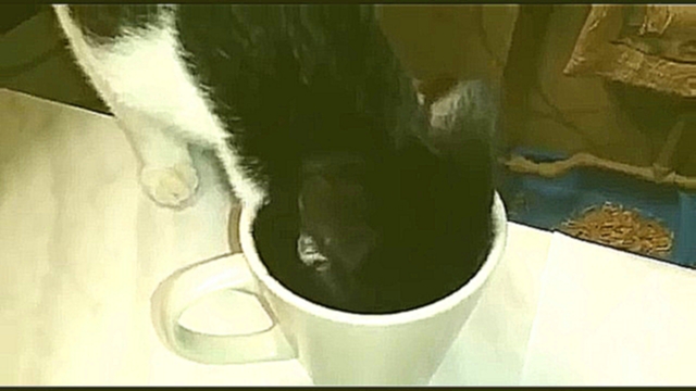 Лунтик пьёт кофе  cute kitten drink coffee 