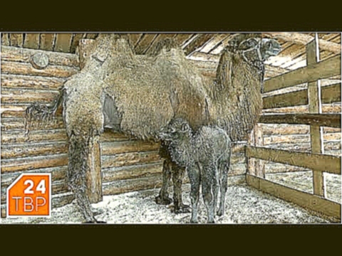 В «Кочевнике» родился верблюжонок, девочке придумывают имя | Новости | ТВР24 | Сергиев Посад 