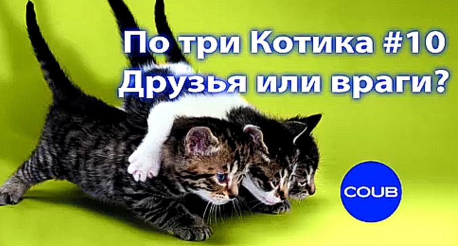 Три кота #10. Коты и собаки прикол. Друзья или враги? Three cat #10. Funny cats. Лучшие коубы. 