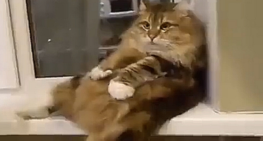 Котик трогает сам себя 