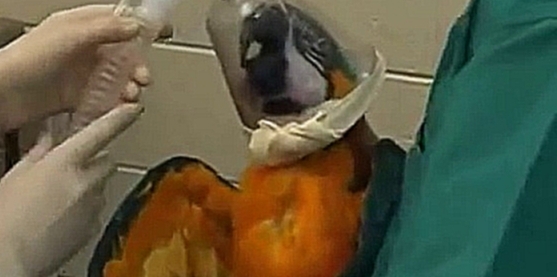 Mask Induction_Avian Anesthesia  