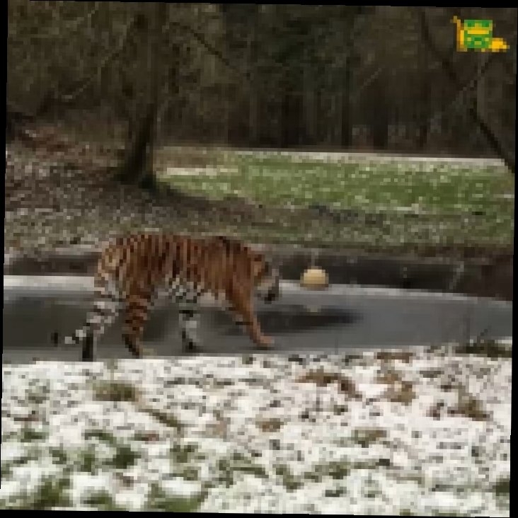 Музыкальный видеоклип Амурский тигр на льду 