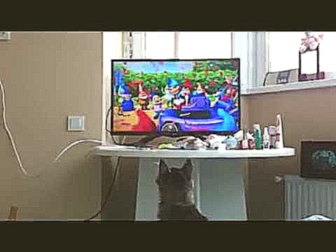 Любимое занятие кота - смотреть мультики Cat likes to watch cartoons 