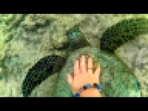 Музыкальный видеоклип Swimming With A Turtle In Hawaii HD 
