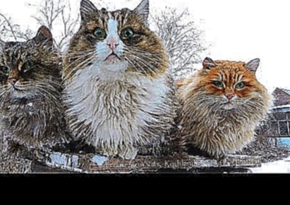 Lived - were 3 cats Pooh, Lapych, Tyoma Жили - были три кота Пух, Лапыч, Тёма 