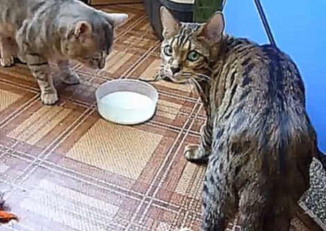 Два котика и одна миска с молоком 
