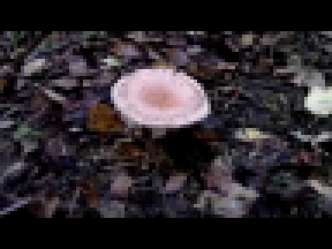 Музыкальный видеоклип Съедобные грибы  как они выглядят в природе. 