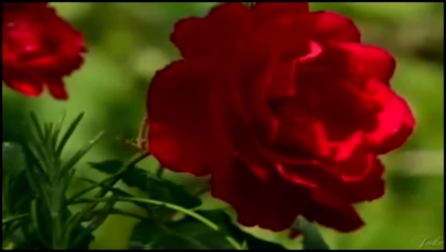 Музыкальный видеоклип роза белая роза красная 