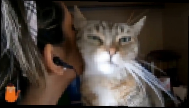Музыкальный видеоклип ласковая кошка целует хозяйку 