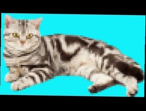Мой приют для кошек играем в CatHotel игра как мультик про котят видео для детей 