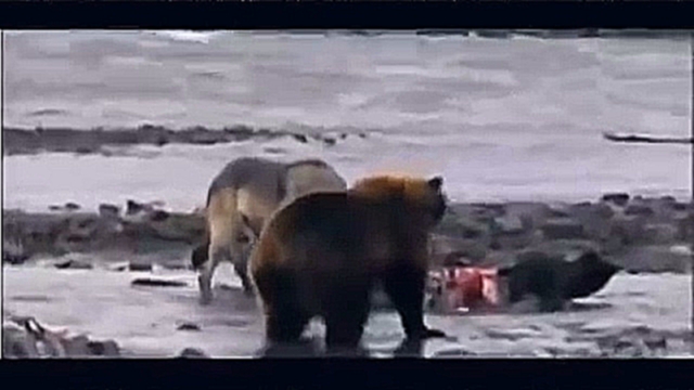 Медведь Против Стаи Волков! 