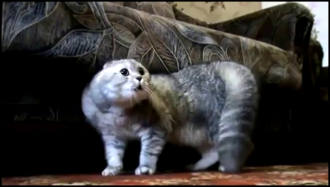 Музыкальный видеоклип Говорящий кот ругается матом 