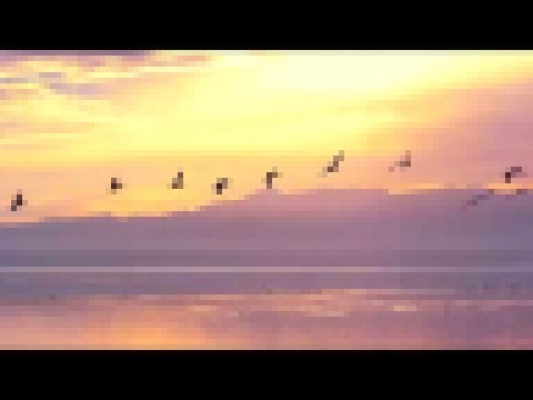 Музыкальный видеоклип Lizer -  Птицы улетают на юг   Клип 2018 