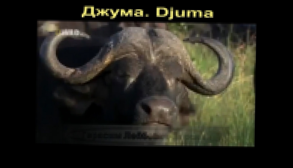 Южная Африка. Буйволы Джумы у водопоя. South Africa. Buffaloes from Djuma at the waterhole 