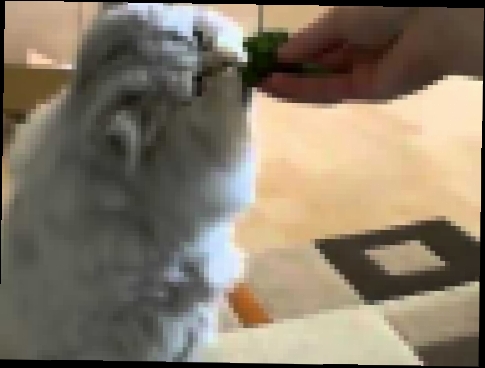 Музыкальный видеоклип brokoli yiyen kedi sevimli iran kedisi) katze isst brokkoli, Persian cat 