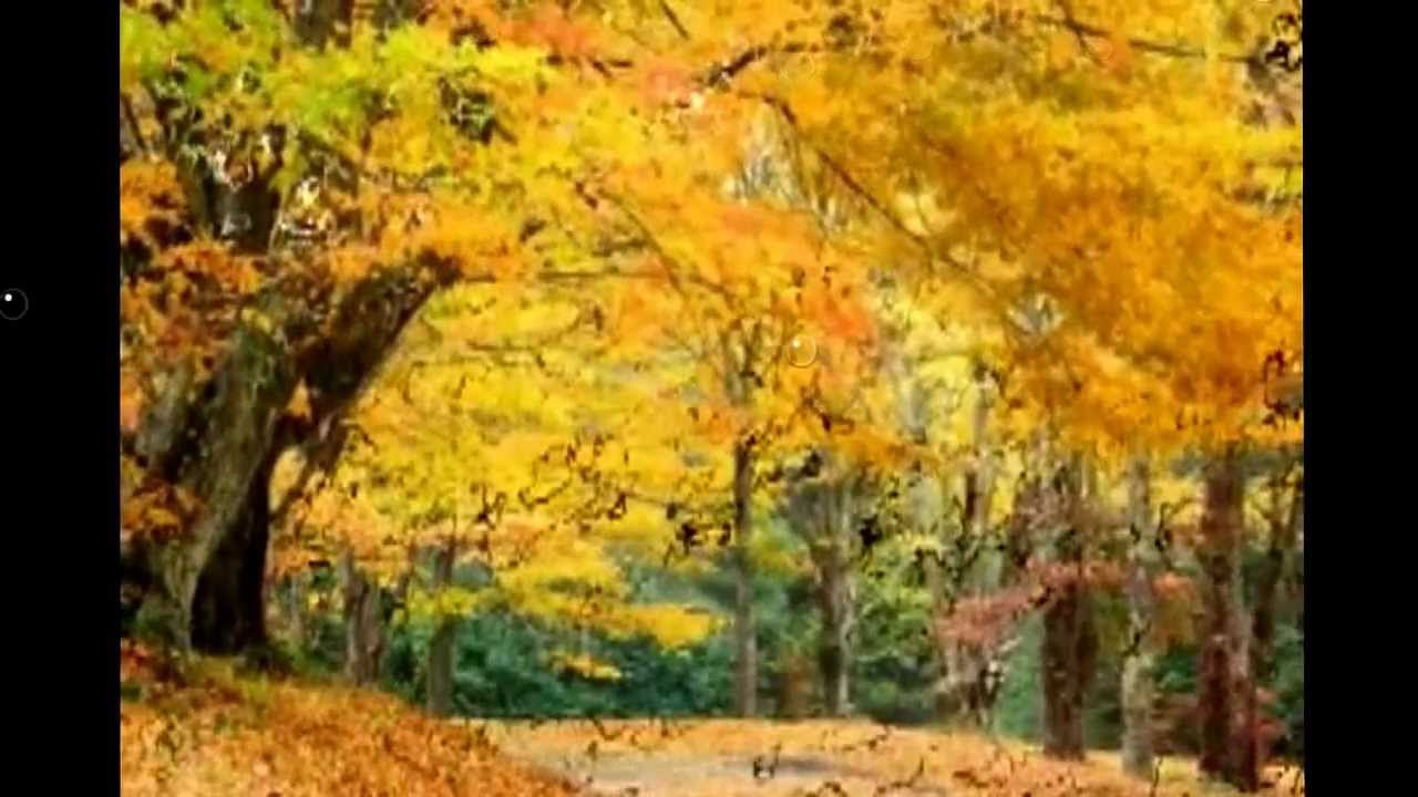 Осень золотая фото Бутырка
