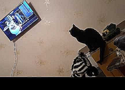 Кот смотрит мультик "Буба" 