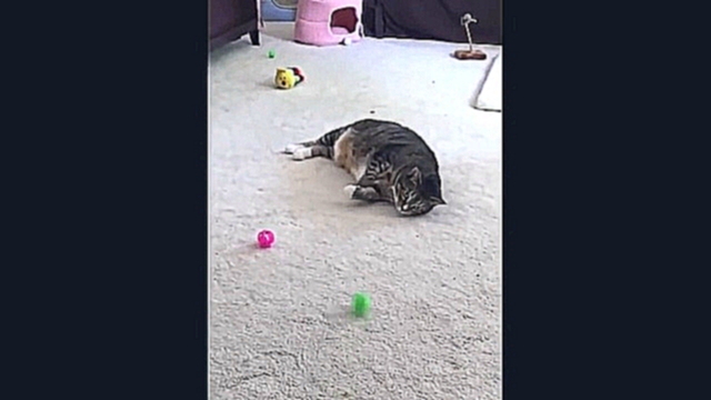 Funny Cats Видео приколы с котами и кошками Смешные кошки #5 Котята и котики Без монтажа 
