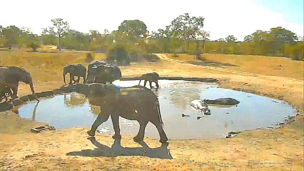 Музыкальный видеоклип Бегемот 04 Слонихи привели слонят попить водичку в которой Hippo живут и какают :( 