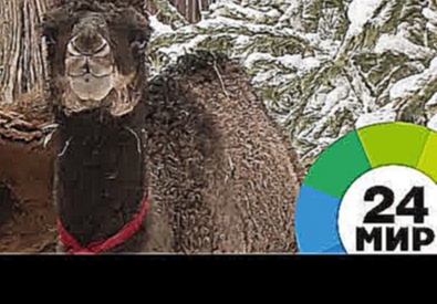 В Алматинском зоопарке пополнение: на свет появился верблюжонок Айя - МИР 24 