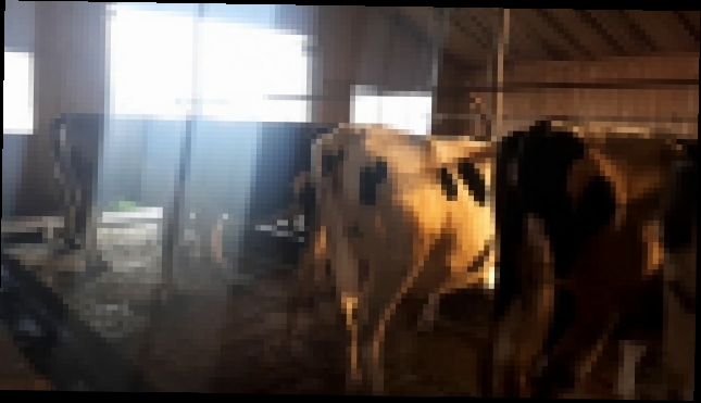 Музыкальный видеоклип Как должен выглядеть красивый скот 