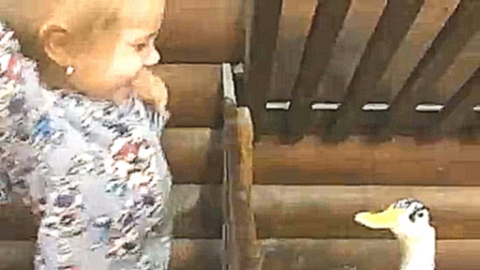 ✔Контактный зоопарк Свинка Пеппа уже не та  кормим животных Видео для детей feed animals zoo  