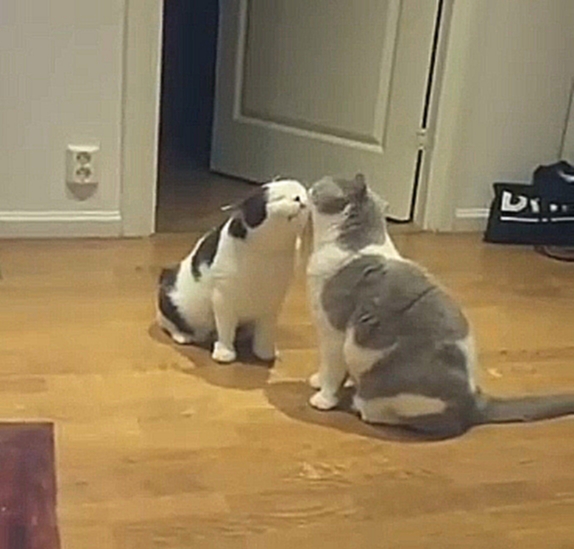 Котики целуются 