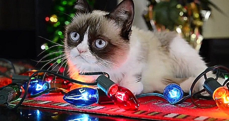 Трудно быть котиком в Рождество при участии Grumpy cat 