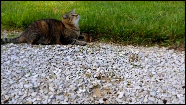 Cat attacked by dinner chipmunk720p_H.264-AAC 