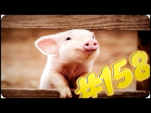 Приколы с животными №158   Маленький поросенок хрюкает  Свинюшка  Смешные животные  Animal videos 