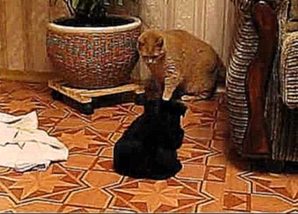 Unequal battle. Scottie Buba vs Cat Vasya * Неравный бой. Буба против Васи 
