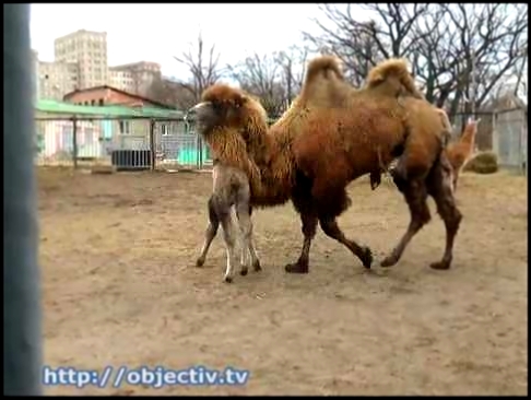 В Харьковском зоопарке родился верблюжонок 