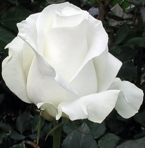 Роза белая фото Кабриолет